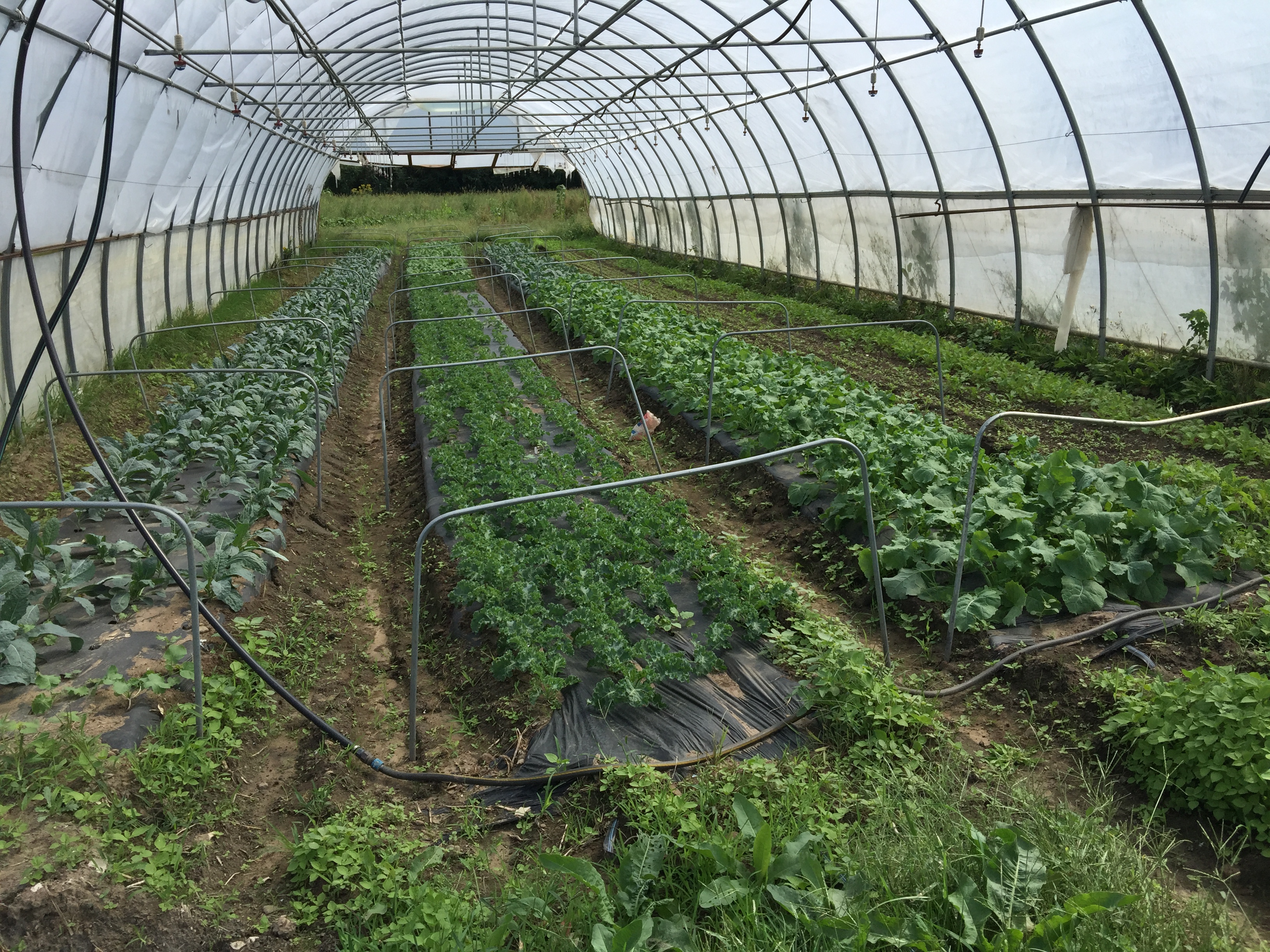 Organic Farming in Western New York