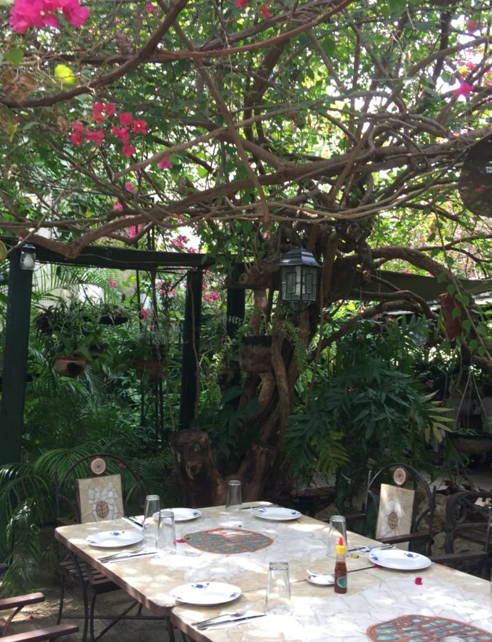 Garden to Table | Cuban Style